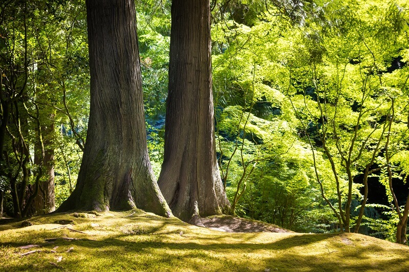 Forêt de pins